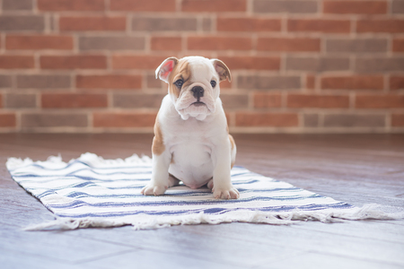 Funny sleeping red white puppy of english bull dog close to brick wall and on the floor looking to camera.Cute doggy with black nose colorful body sitting on wooden floorの写真素材