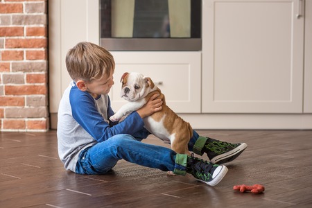 Cute boy playing with puppy english bulldog on kitchen.の写真素材