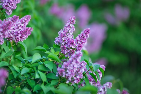 Bush of wonderfull full of delicious scent flowers lilac purple and blue colour