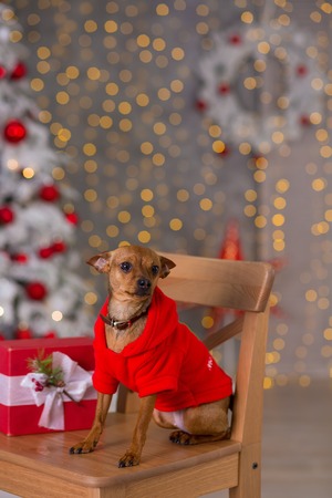 Happy New Year, Christmas, puppy dog. holidays and celebration, pet in the room the Christmas tree. Dog in Santa Claus dressの写真素材