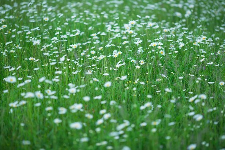 Flowering. Chamomile. Blooming chamomile field, Chamomile flowers Natural herbal treatmentの写真素材