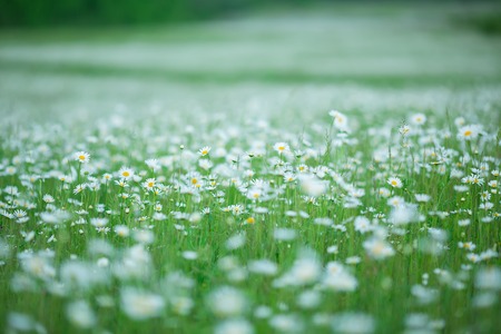 Flowering. Chamomile. Blooming chamomile field, Chamomile flowers Natural herbal treatmentの写真素材