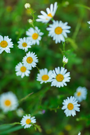Flowering. Chamomile. Blooming chamomile field, Chamomile flowers Natural herbal treatmentの写真素材