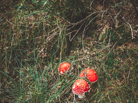 Red mushrooms in the woodsの写真素材