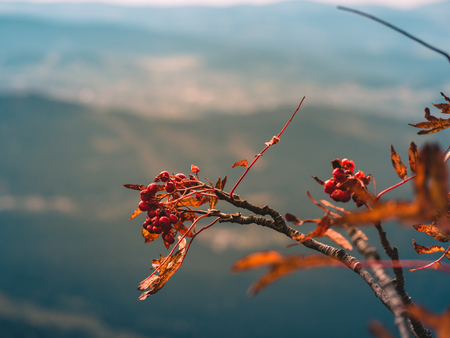 Rowanberry in autumn colorsの写真素材