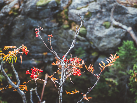 Rowanberry tree with rock backroundの写真素材