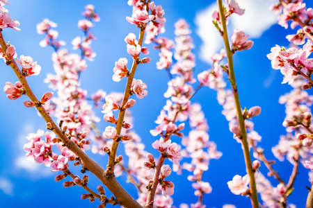 Flowers detail and macro natureの写真素材