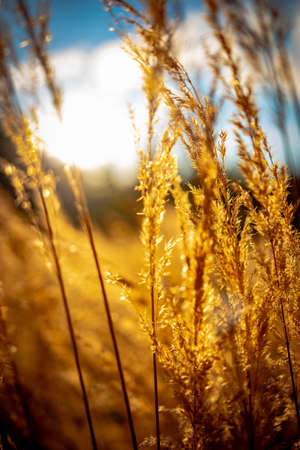 Beautiful autumn landscape and yellow forest, autumn time.の写真素材