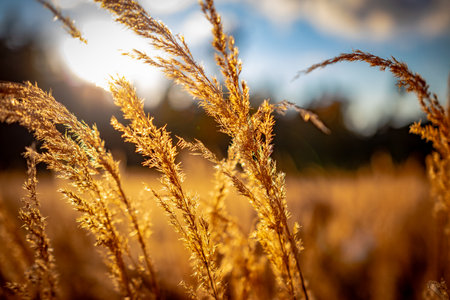 Beautiful autumn landscape and yellow forest, autumn time.の写真素材