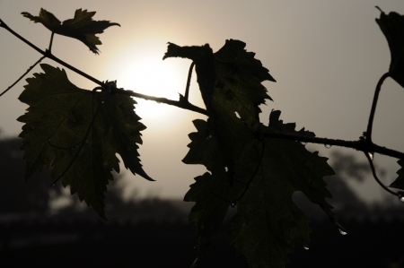 Fog sunshineの写真素材