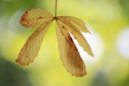 Backlit shot of horse chestnut leafの写真素材