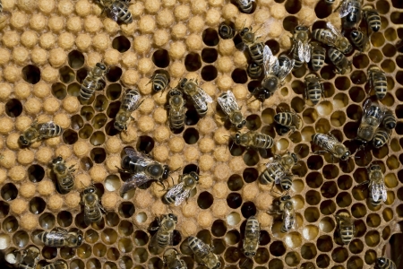 Detail shot of Honey Bees at workの写真素材
