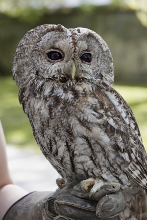 Tawny Owl perched on falconer s gloveの写真素材