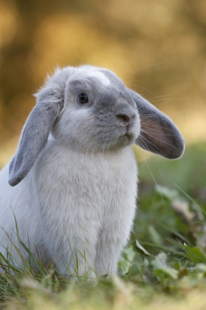 Siamese-blue rabbit sitting in autumn countrysideの写真素材