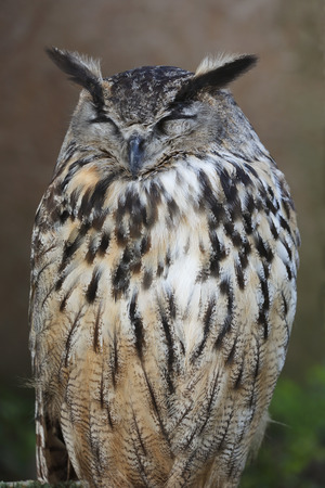 Eurasian eagle owlの写真素材