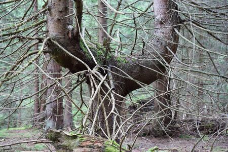 Close-up shot of very old scary tree in the forestの写真素材