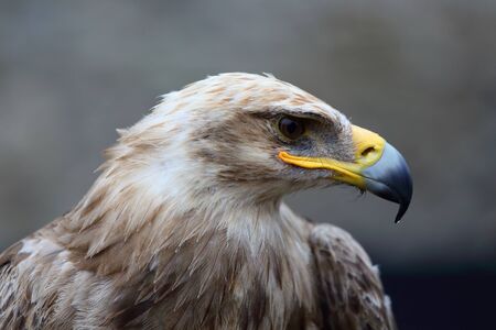 Close-up shot of a steppe eagle on a blurred backgroundの写真素材