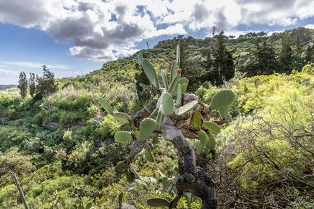 View of the hilltop on a mountainous landscape of volcanic origin along with lots of trees on the horizon, one can see the setting moon of the Gran Canary island の写真素材