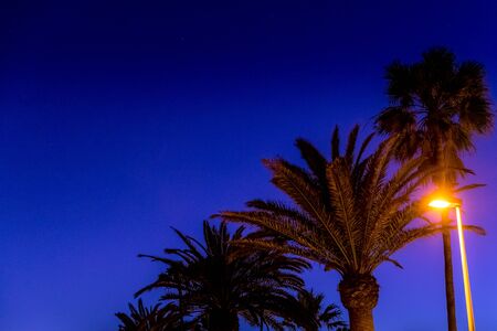 Palm trees on the beach captured during the sunset Dark background of flashing street lights and storm leaves moving in the wind capturedの写真素材