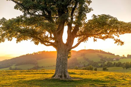 Abandoned tree when sun rays pass through the center of the trunk and orange clouds staying at sunset overlooking the countryside and hay on the edge of captured in Beskids natureの写真素材