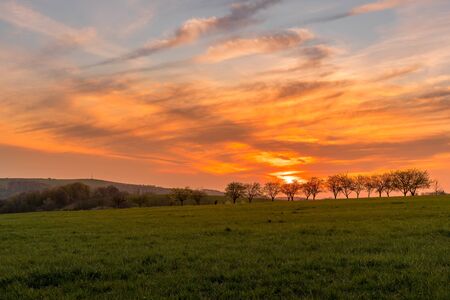 Sunset over a line of apple trees standing in a row.の写真素材