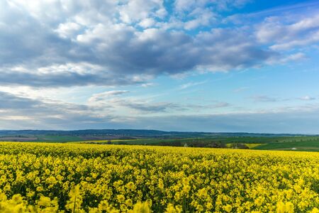 View of a field covered with rapeseed full of yellow flowers and a tree lilies on top.