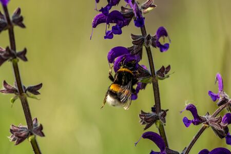 Purple colored flower captured from close upの写真素材