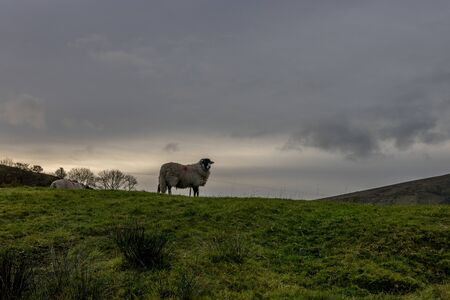 Sheeps inside farm land with path captured during sunset with colorful skyの写真素材