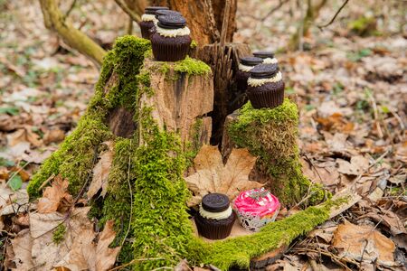 Cupcake cakes in the middle of forest on a moss dark cream with a biscuit and pink black cakes for a wedding ceremonyの写真素材