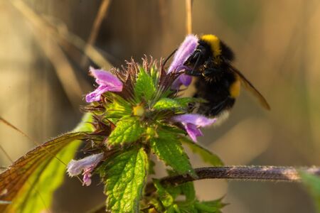 Close up Macro shot of a bumblebee flying on purple flowers gathering honest nectar.