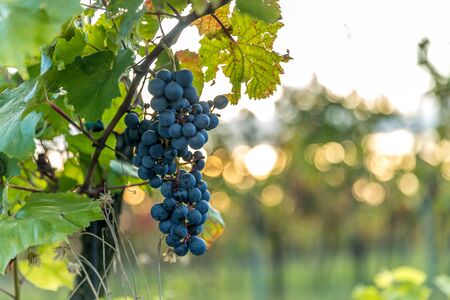 A bunch of ripe grapes from a farm during sunset in the background on the horizon wine, moving in...