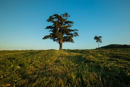 View of an abandoned tree on a hill beyond the horizon of a sunset orange color with a lot of clouds and a change in sky colors on a summer day captured nature on hillの写真素材