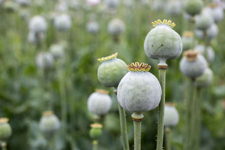 blooming poppies in a field with poppies heads detail, czech republicの写真素材
