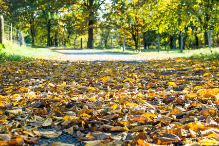 Way through the autumn forestの写真素材