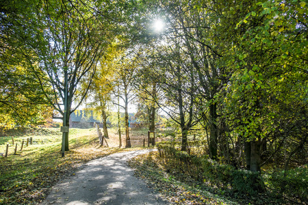 Way through the autumn forestの写真素材