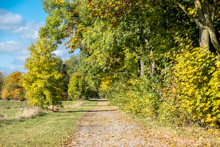 Way through the autumn forestの写真素材