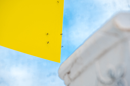 Flypaper catching gnatsの写真素材