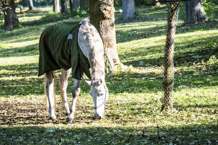 Horse in autumn landscapeの写真素材
