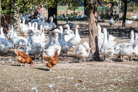 Domestic geese graze on goose farmの写真素材