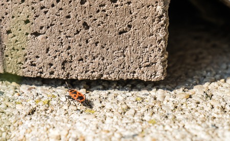 The firebug, Pyrrhocoris apterus on a stone wallの写真素材