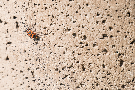 The firebug, Pyrrhocoris apterus on a stone wall