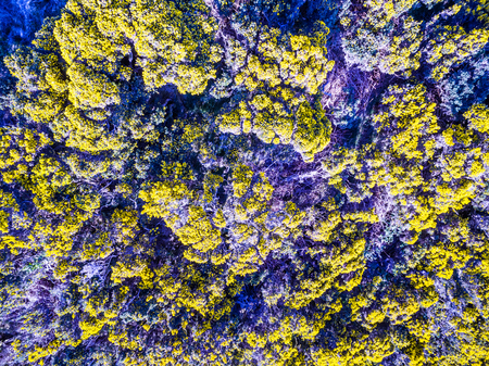 Aerial view of scottish broom on a moor in the highlandsの写真素材
