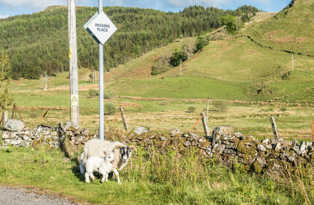 Sheep waiting at a passing placeの写真素材