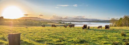 Highland cow with a scottish loch in the backgroundの写真素材