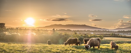 Highland cow with a scottish loch in the backgroundの写真素材