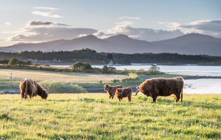 Highland cow with a scottish loch in the backgroundの写真素材
