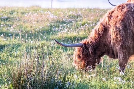 Swarm of midges attacking highland cowsの写真素材