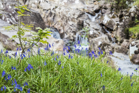 Bluebells close to River Nevis, Scotlandの写真素材