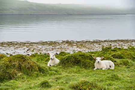 Sheep waiting at the coast during the rainの写真素材