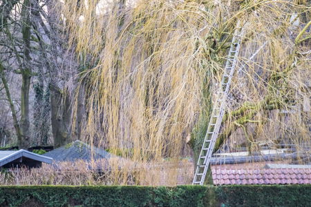 Leddar in the tree over the city roofsの写真素材